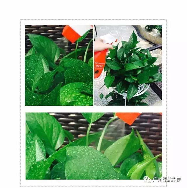绿航绿萝浇水方式_绿航绿萝浇水技巧_绿萝浇水频率