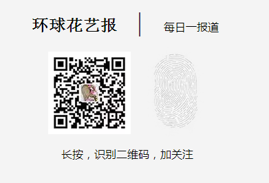 富贵竹水培方法_富贵竹水培要点_水培富贵竹步骤详解