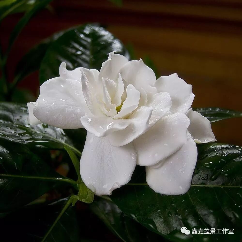 栀子花的养殖技巧 | 星尘资源网
