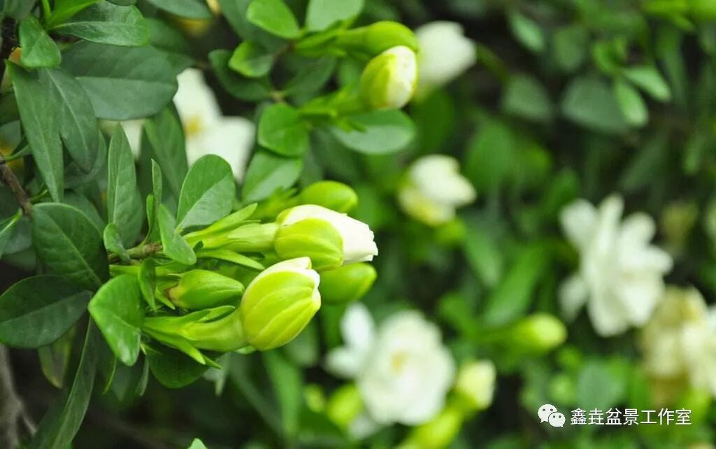 栀子花施肥技巧_栀子花盆栽养护方法_栀子花养殖技巧与注意事项