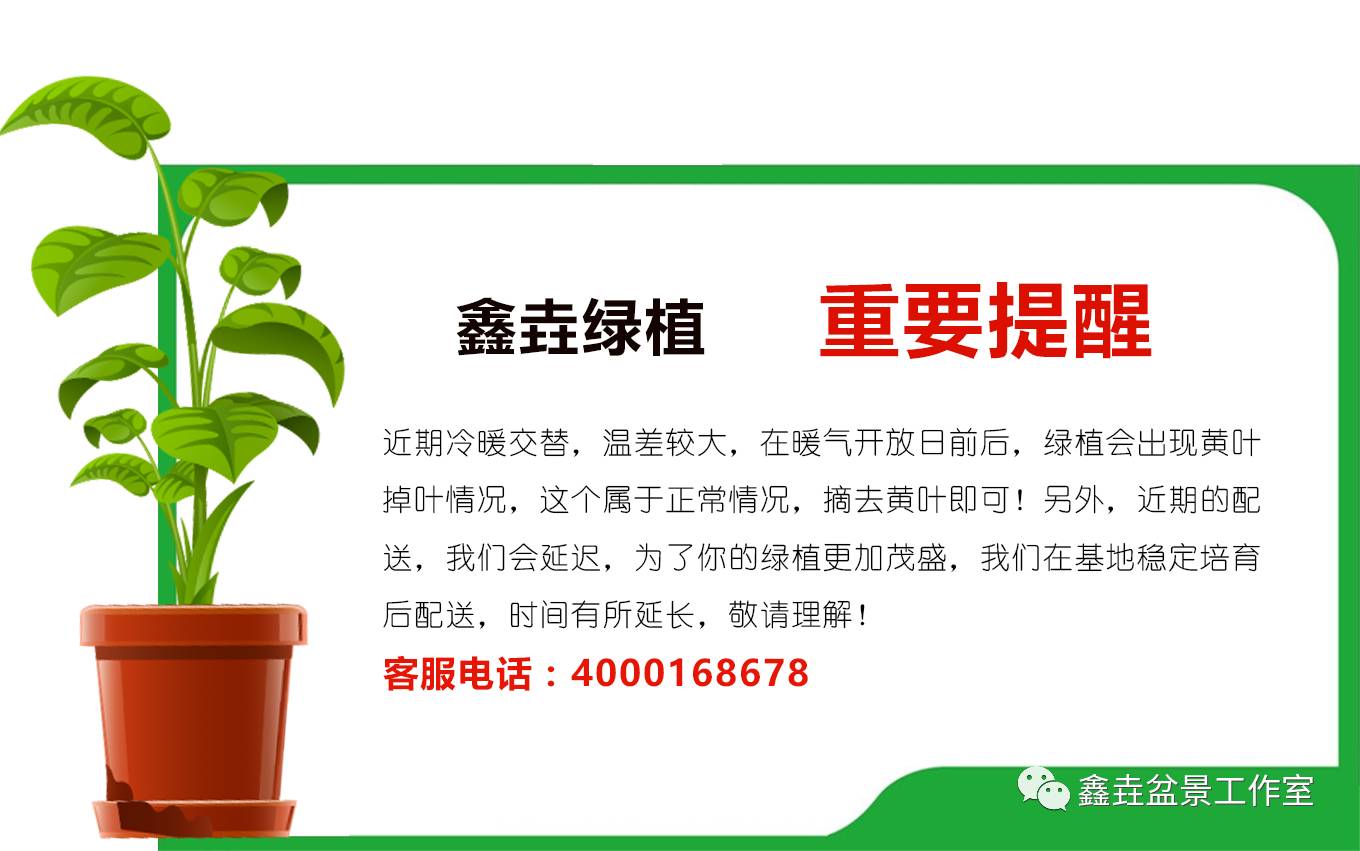 栀子花盆栽养护方法_栀子花养殖技巧与注意事项_栀子花施肥技巧
