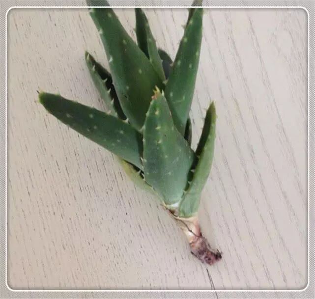 牢记芦荟养护技巧,让你养殖的芦荟极其健康 | 星尘资源网