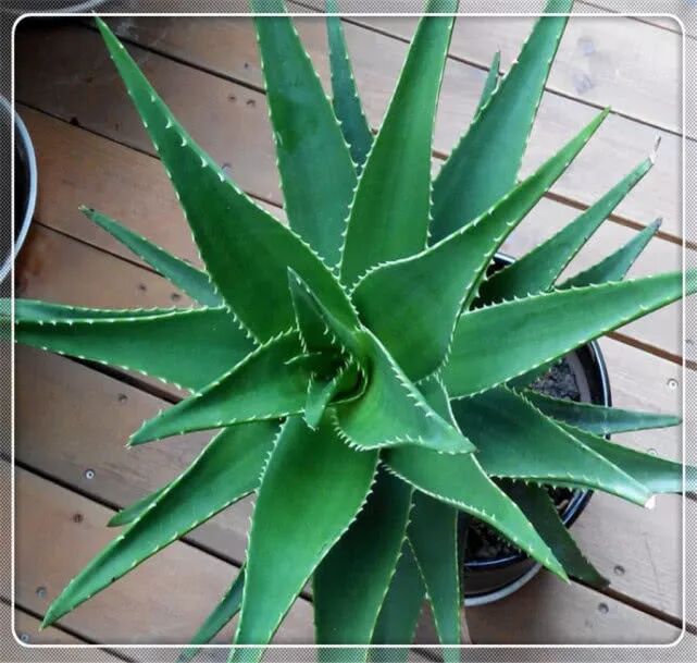 芦荟药用效果_芦荟种植技巧_芦荟凝胶烧伤治疗