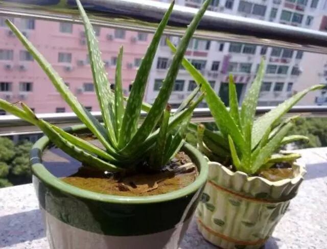 芦荟种植技巧_家庭种植芦荟养护技巧_芦荟换盆浇水光照要点