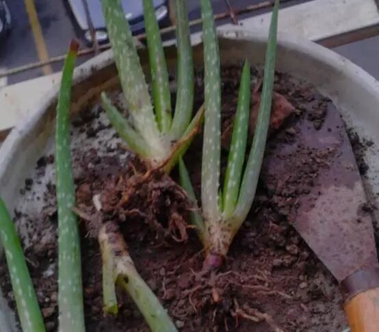 芦荟换盆浇水光照要点_芦荟种植技巧_家庭种植芦荟养护技巧