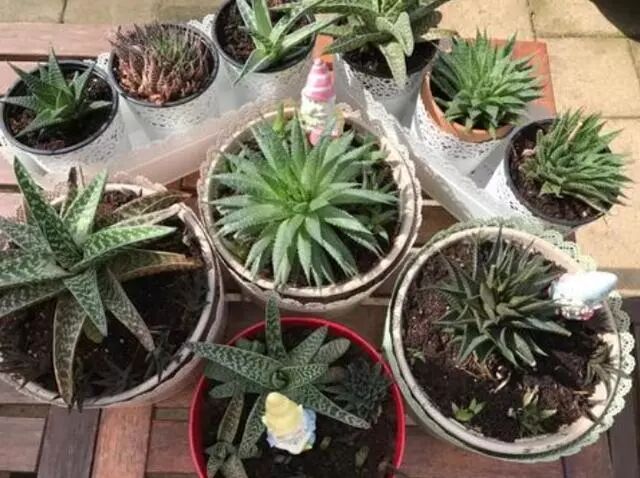 芦荟种植技巧_家庭种植芦荟养护技巧_芦荟换盆浇水光照要点