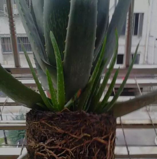 芦荟种植技巧_家庭种植芦荟养护技巧_芦荟换盆浇水光照要点