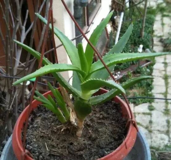 芦荟换盆浇水光照要点_家庭种植芦荟养护技巧_芦荟种植技巧