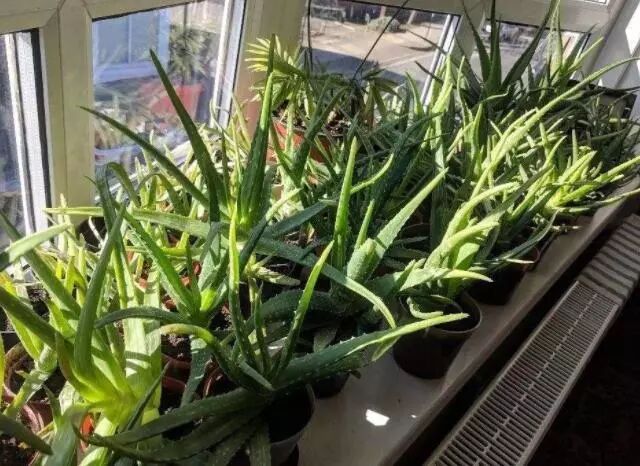 芦荟换盆浇水光照要点_家庭种植芦荟养护技巧_芦荟种植技巧