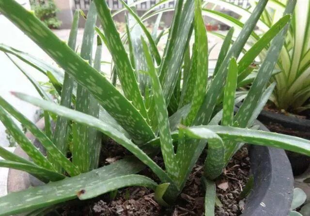 芦荟种植技巧_家庭种植芦荟养护技巧_芦荟换盆浇水光照要点