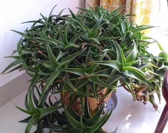 家庭种植芦荟养护技巧_芦荟种植技巧_芦荟换盆浇水光照要点
