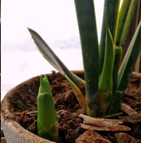 虎皮兰爆芽技巧_虎皮兰养护方法_虎皮兰养护方法