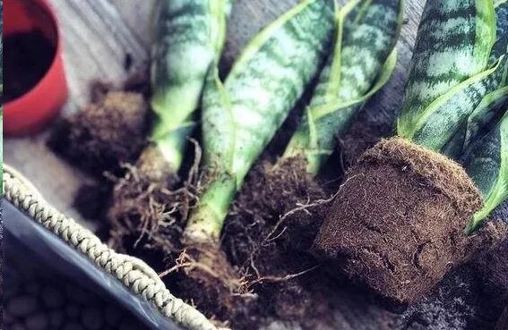 虎皮兰爆芽技巧_虎皮兰养护方法_虎皮兰养护方法