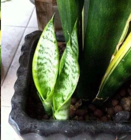 虎皮兰养护方法_虎皮兰养护方法_虎皮兰爆芽技巧