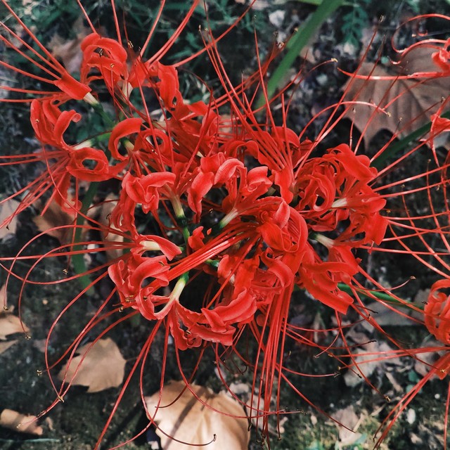 中国传统文化风水禁忌植物_带刺植物风水影响_仙人球养护禁忌