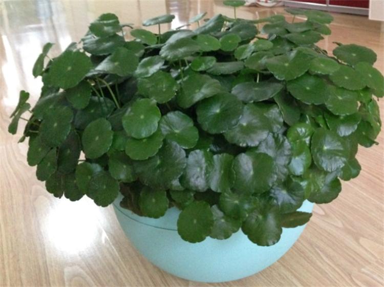 水培铜钱草叶子“发黄”长不好?大水大肥来伺候,阳光暴晒别吝啬 | 星尘资源网