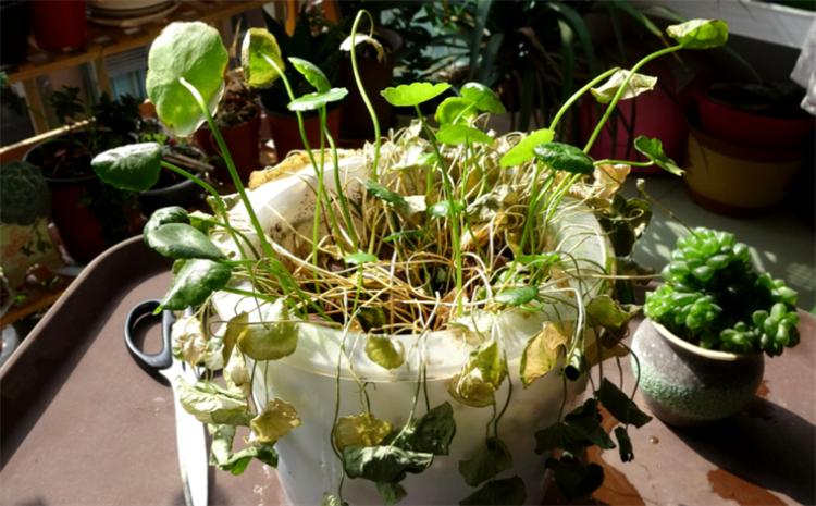 水培铜钱草叶子发黄原因_水培铜钱草正确养护方法_铜钱草水培方法