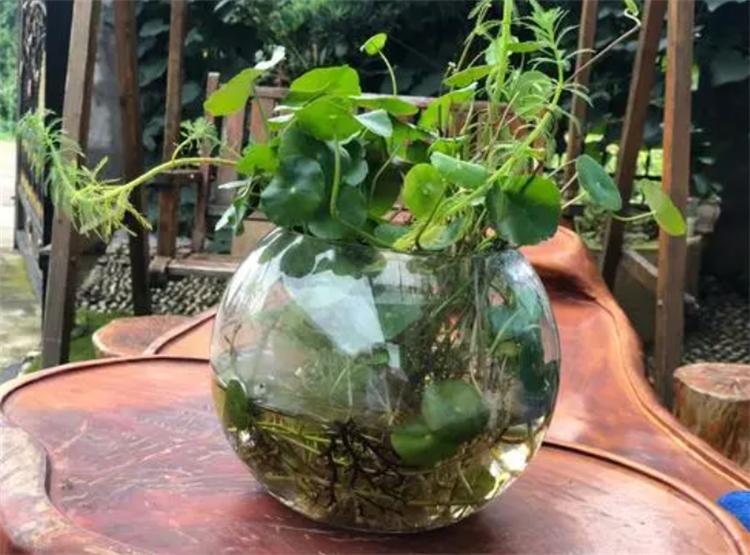 水培铜钱草正确养护方法_铜钱草水培方法_水培铜钱草叶子发黄原因
