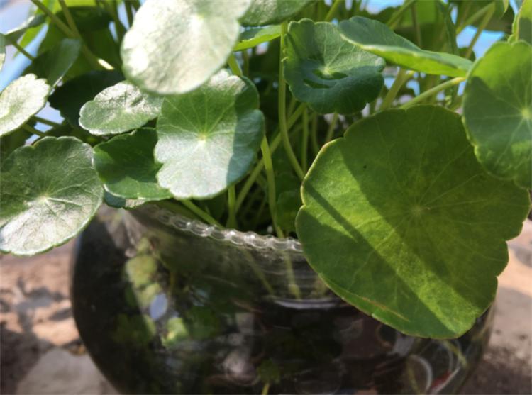 水培铜钱草正确养护方法_铜钱草水培方法_水培铜钱草叶子发黄原因