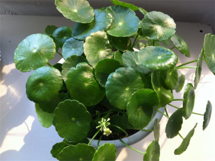 水培铜钱草正确养护方法_铜钱草水培方法_水培铜钱草叶子发黄原因