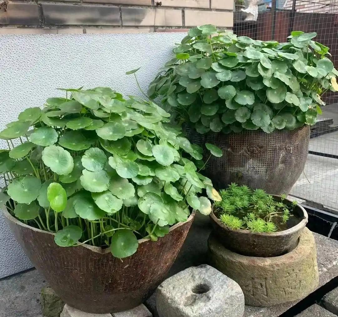 铜钱草室内水培:超适合还是大坑?看完这篇你就知道! | 星尘资源网