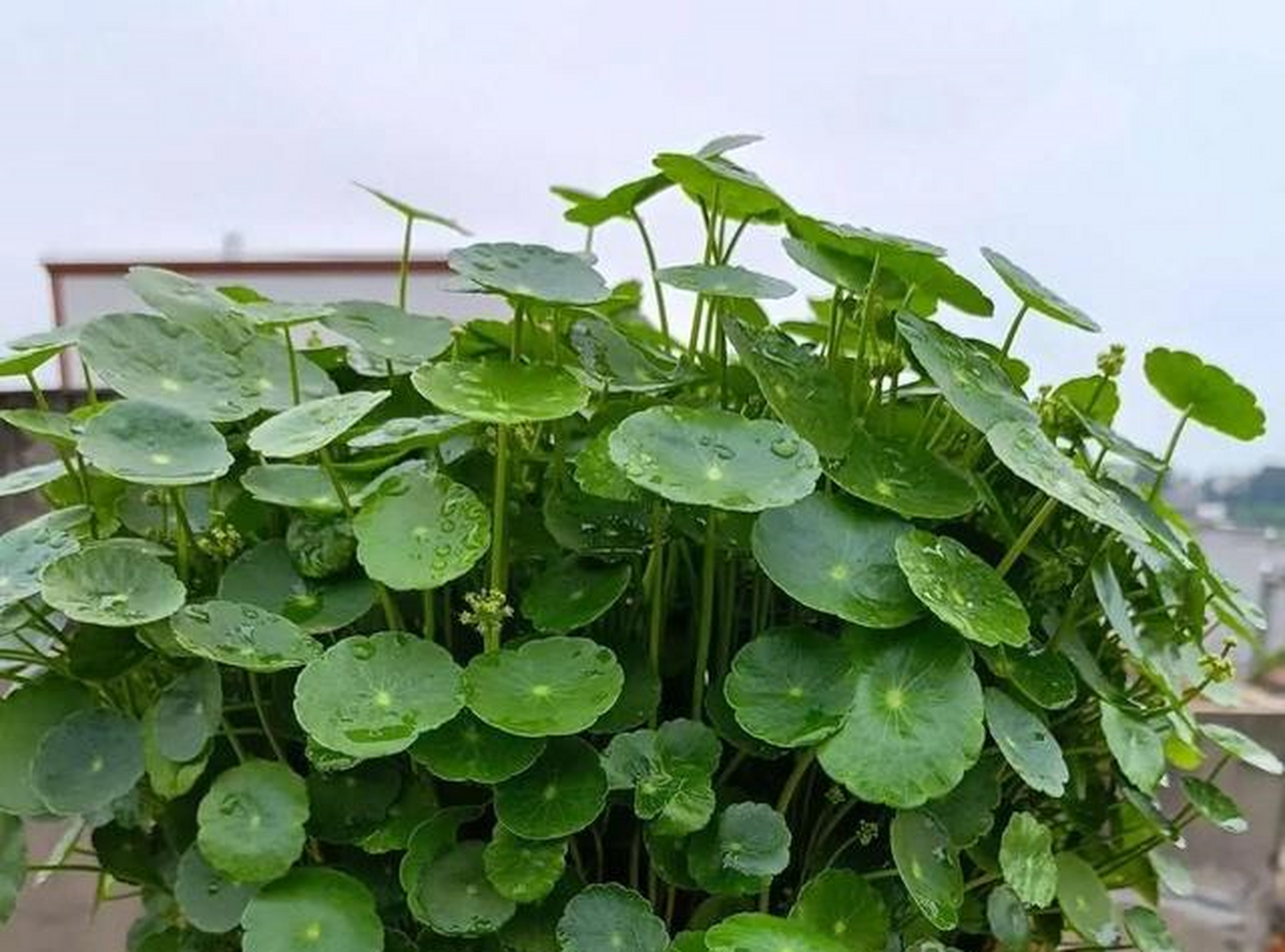 铜钱草室内水培_铜钱草水培方法_水培铜钱草光照需求