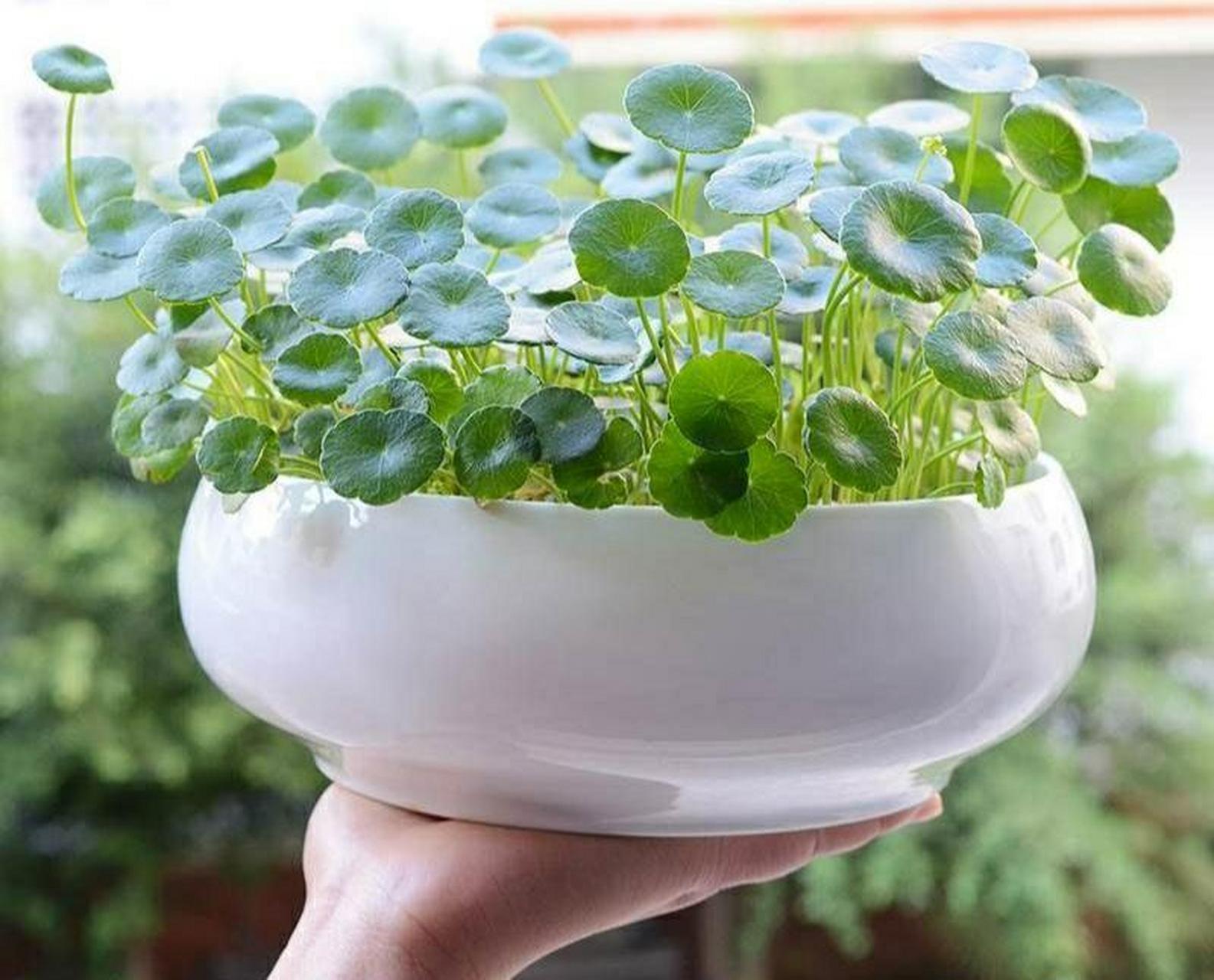 铜钱草室内水培_铜钱草水培方法_水培铜钱草光照需求