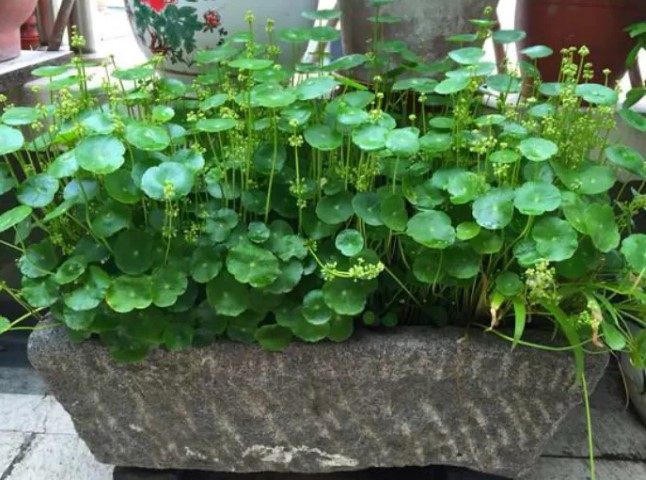 水培铜钱草光照需求_铜钱草室内水培_铜钱草水培方法