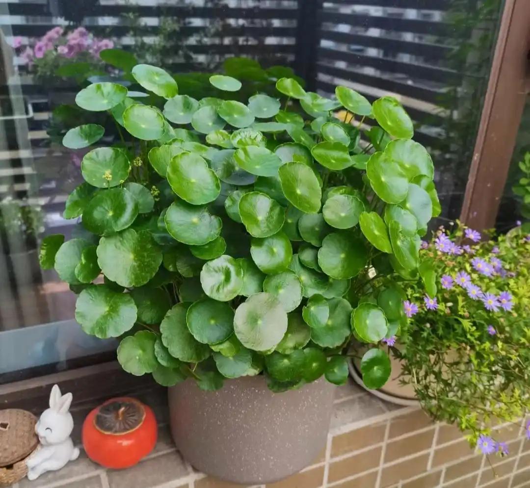 铜钱草水培方法_铜钱草室内水培_水培铜钱草光照需求
