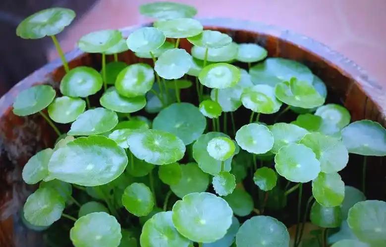 铜钱草室内水培_水培铜钱草光照需求_铜钱草水培方法
