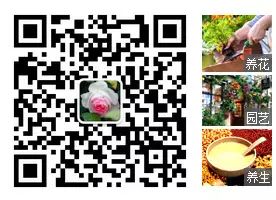 文竹养殖方法_文竹土培水培技巧_文竹养护要点