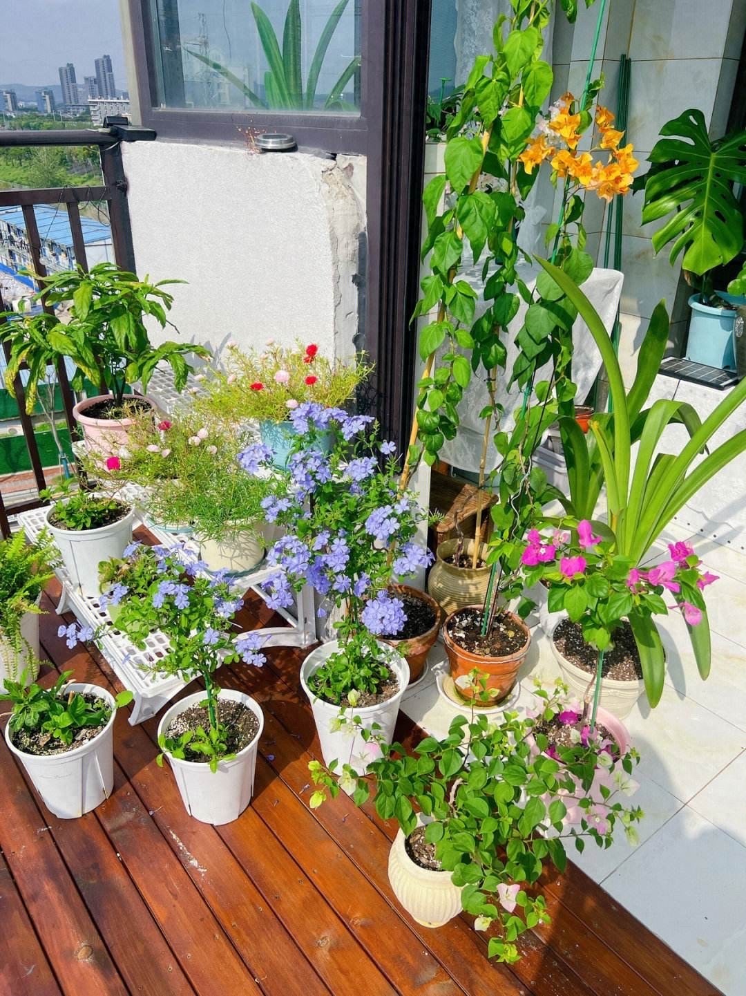 给花浇水,有3个“小技巧”,不会浇错,越浇越旺,花常开叶常绿 | 星尘资源网