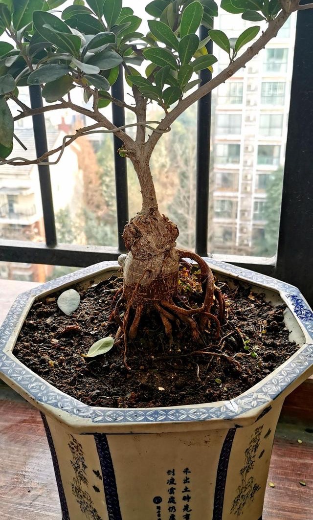 养花浇水看盆的大小_兰花浇水方法_养花浇水看盆土干湿