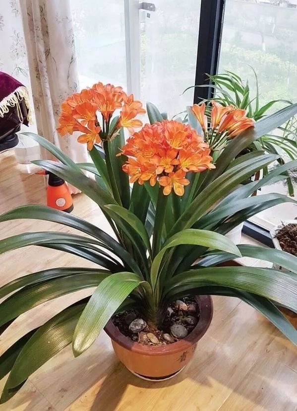 兰花浇水方法_养花浇水看盆的大小_养花浇水看盆土干湿