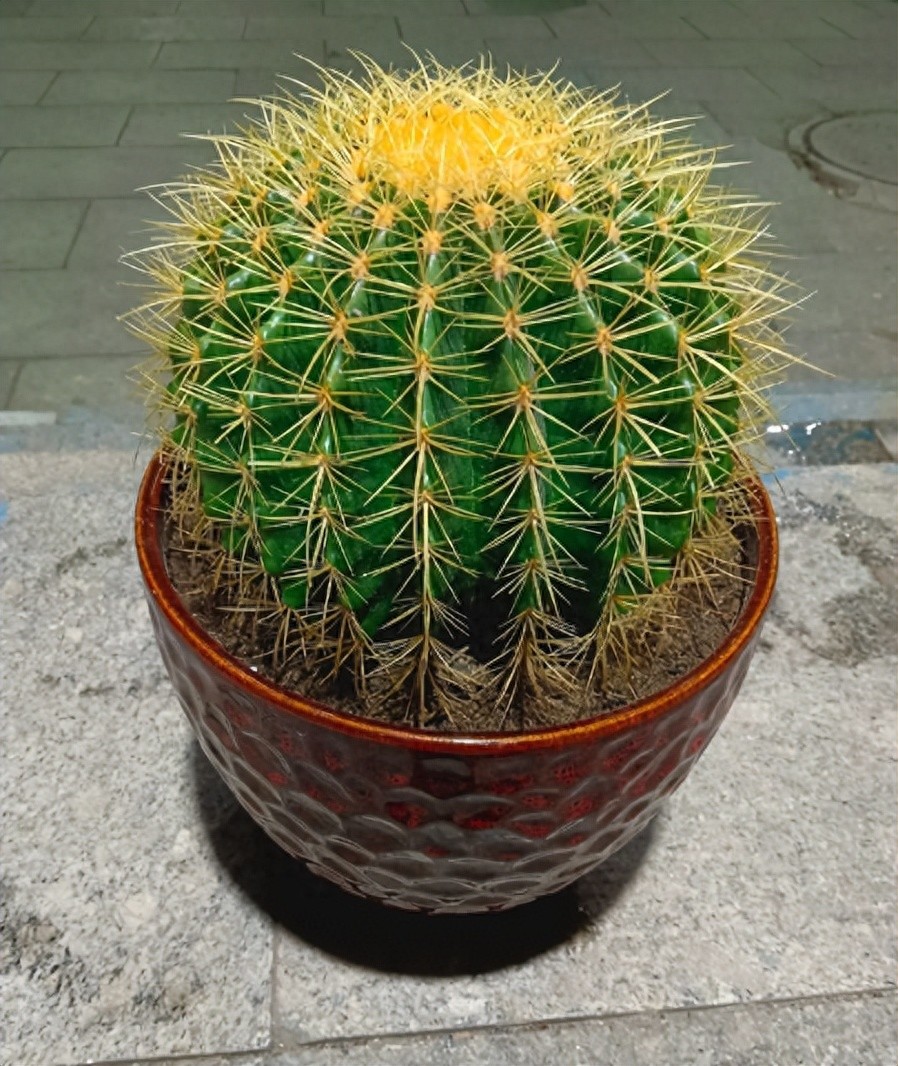 仙人球金虎怎么养?做到