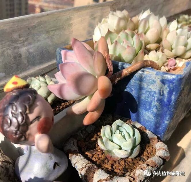 教你选择多肉植物的叶片,用来叶插繁殖,让多肉长满盆! | 星尘资源网