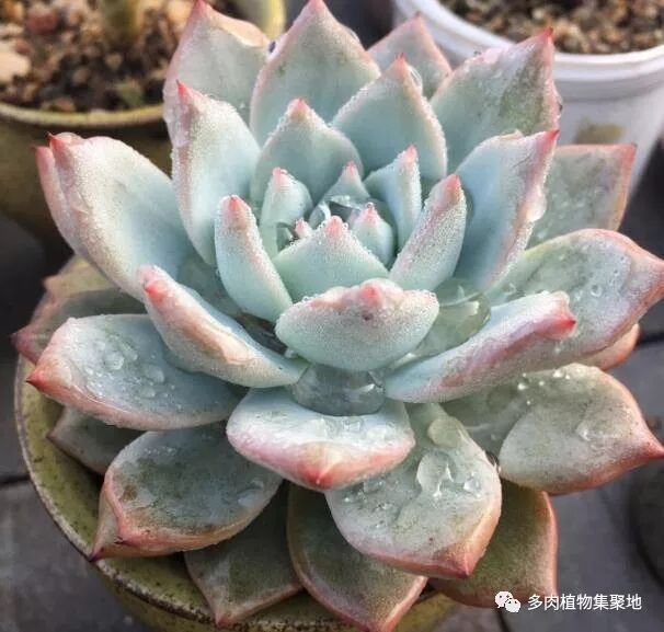 多肉叶插繁殖方法_多肉叶插最佳季节_多肉叶插教程