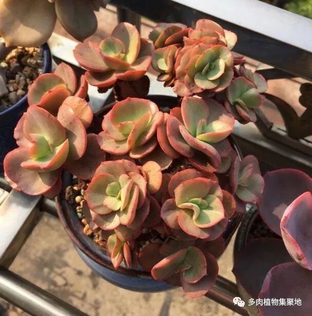 多肉叶插教程_多肉叶插最佳季节_多肉叶插繁殖方法