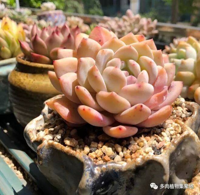 多肉叶插最佳季节_多肉叶插繁殖方法_多肉叶插教程