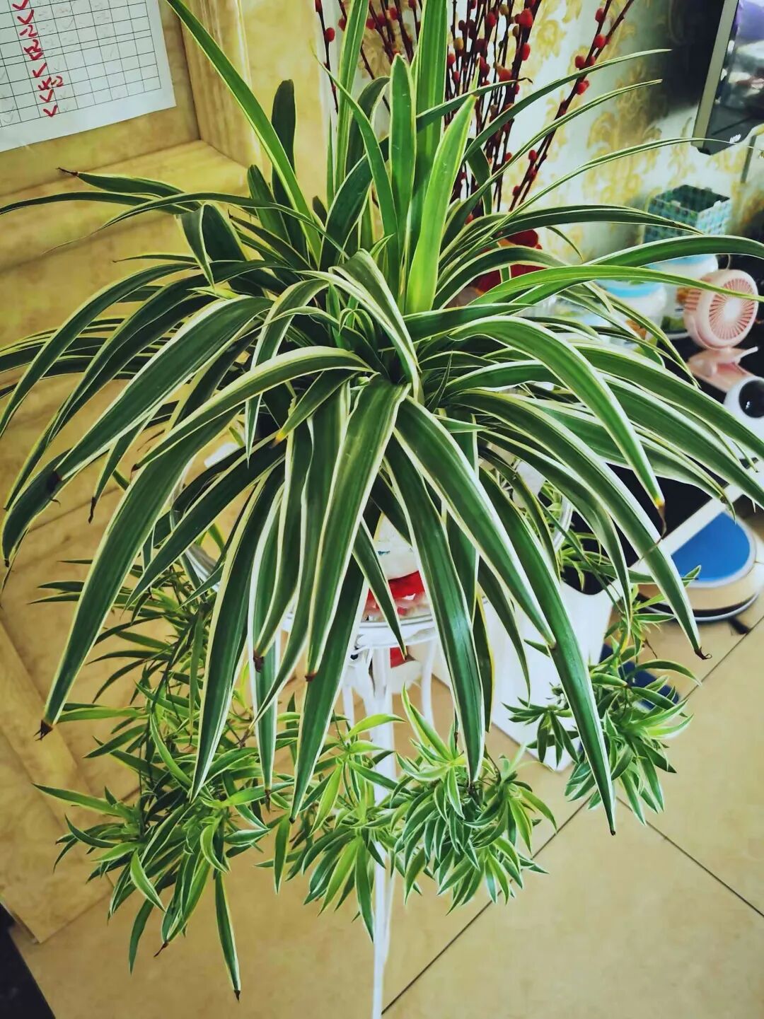吊兰换盆技巧_提升吊兰颜值的技巧_吊兰老桩养护方法