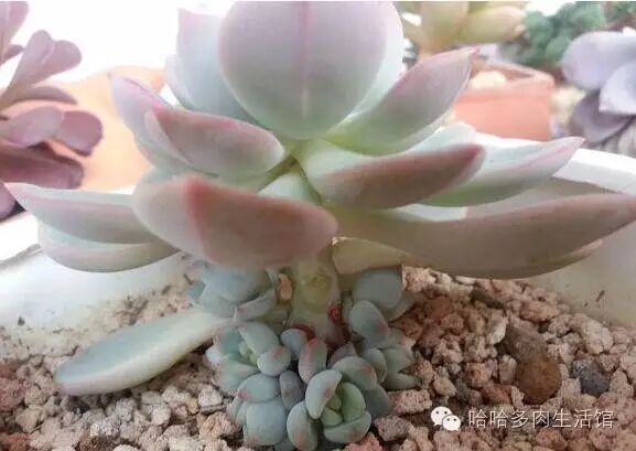 多肉配土教程_多肉配土配方_椰糠珍珠岩配土方案