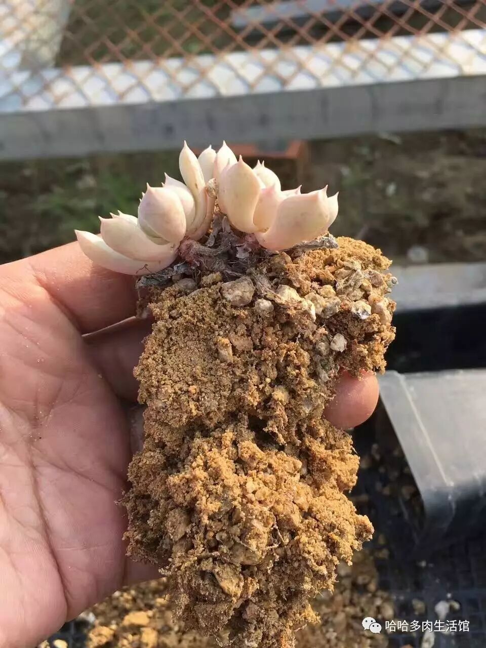 多肉配土配方_多肉配土教程_椰糠珍珠岩配土方案