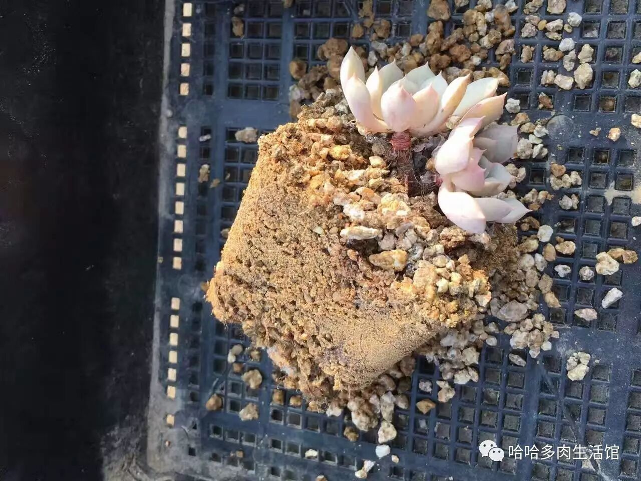 多肉配土配方_椰糠珍珠岩配土方案_多肉配土教程