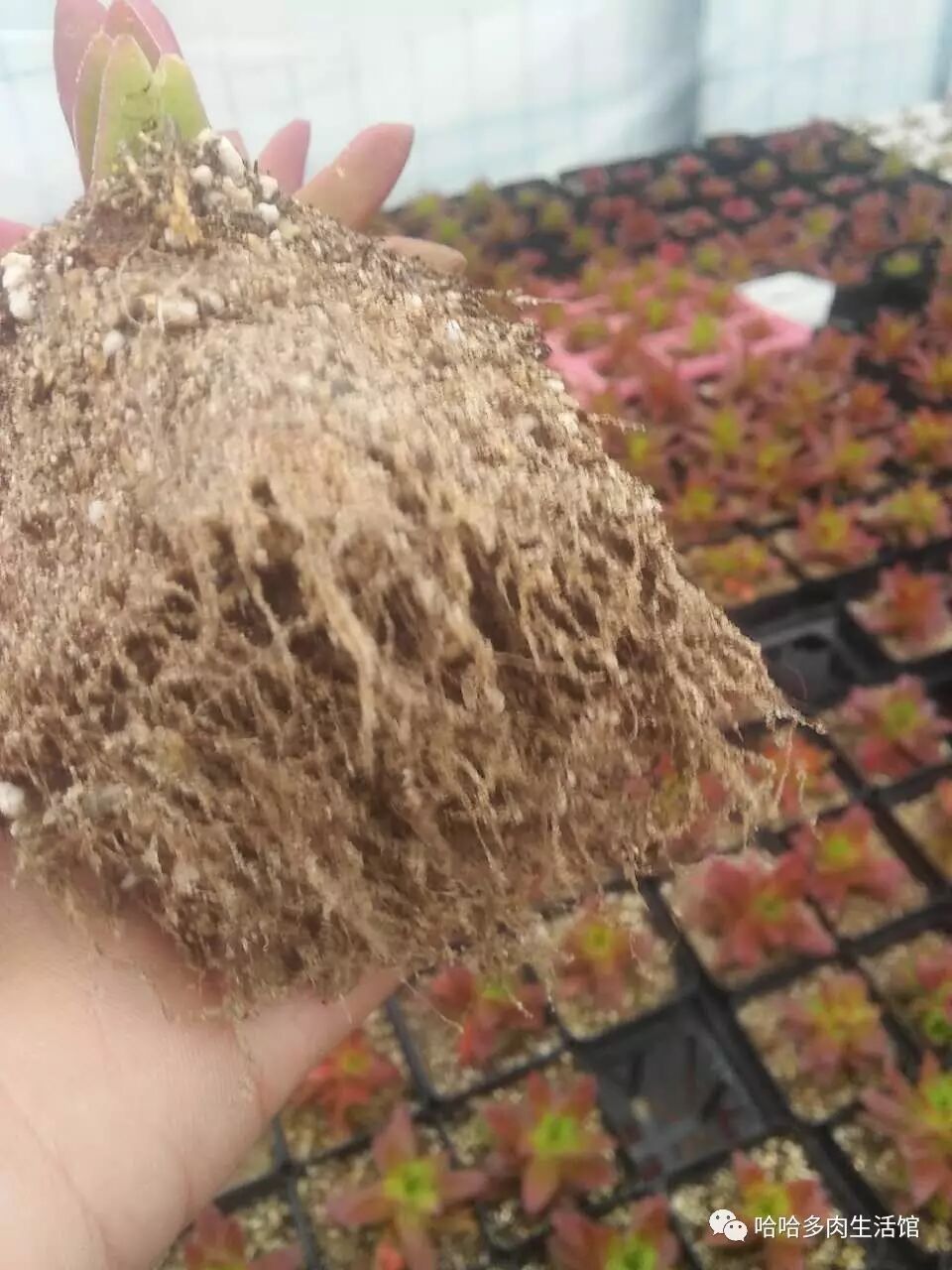 椰糠珍珠岩配土方案_多肉配土配方_多肉配土教程