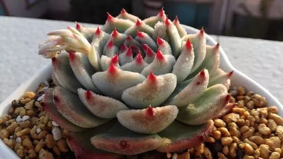 颗粒配土比例_多肉配土配方_多肉植物配土技巧