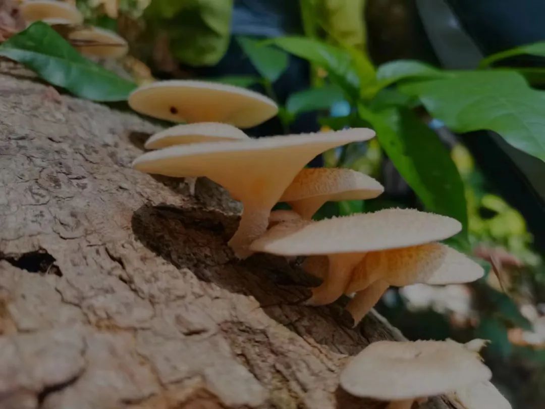 森林徒步装备_儿童自然缺失症_自然教育