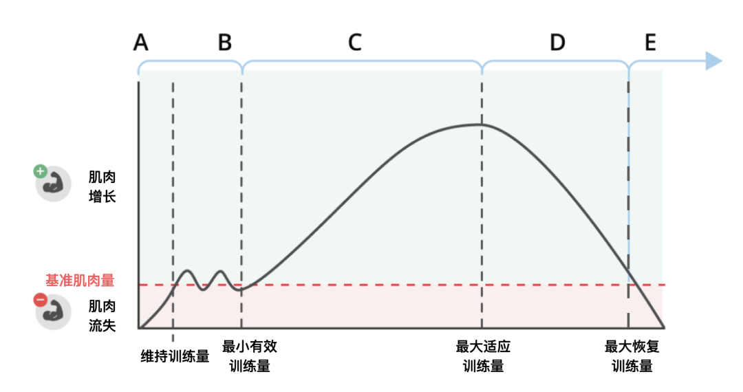 过多训练量影响恢复_肌肉增长剂量反应_增肌训练技巧