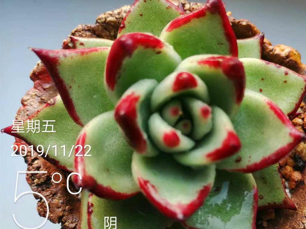 乌木春季养护_乌木快速生长方法_多肉施肥种类
