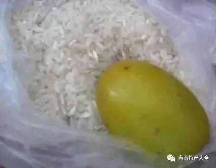 海南芒果催熟技巧_芒果催熟方法_芒果催熟方法