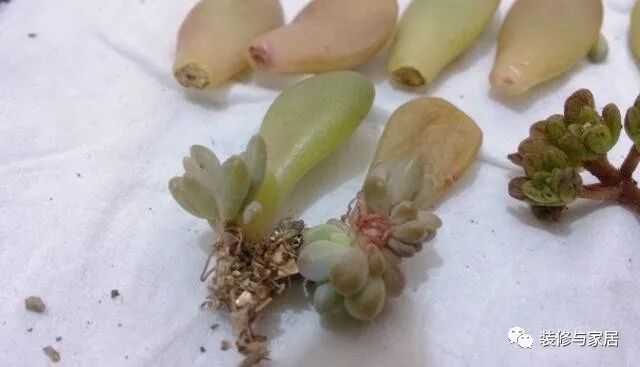 多肉叶插繁殖方法_多肉叶插教程_新手多肉叶插不生根怎么办